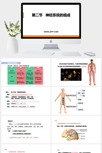 人教版七年级下册生物《1神经系统的组成》课件PPT模板