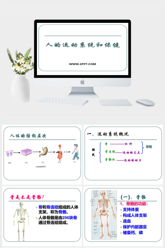 浙教版科学九下3.5《人的运动系统和保健》ppt课件(1)