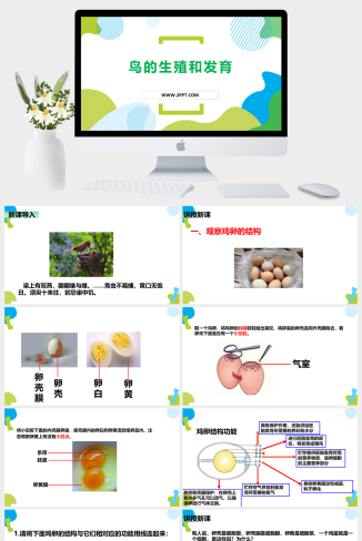 人教版八年级下册生物《2鸟的生殖与发育》课件PPT模板