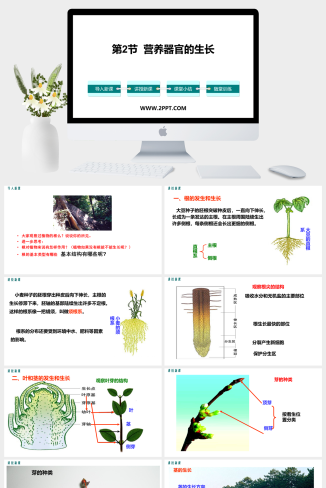 北师大版七年级上册生物《第6章 绿色开花植物的生活史