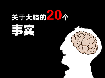 关于大脑的20个事实——了解大脑职场培训的ppt模板