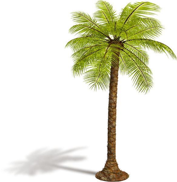 椰子树png图片