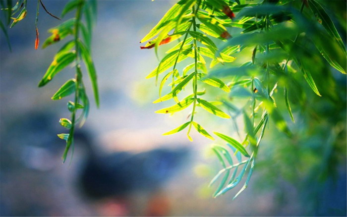 七张唯美植物花朵PPT背景图片