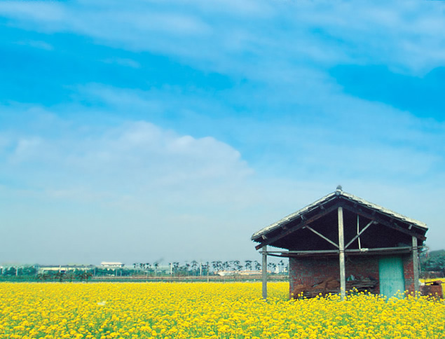 油菜花海大自然田园风背景ppt模板