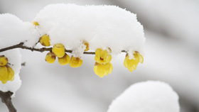 傲雪梅花幻灯片背景图片