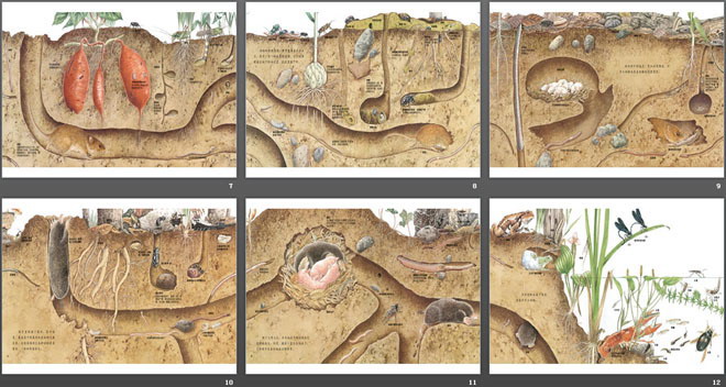 《地底下的动物》绘本故事PPT