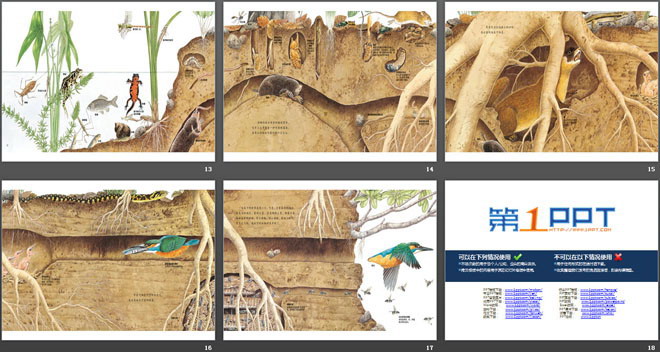 《地底下的动物》绘本故事PPT