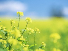 黄色油菜花PPT背景图片